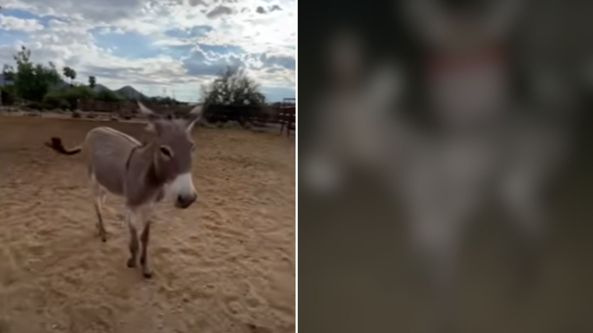 Woman Hears Loud Braying Coming From Donkey Enclosure And Uncovers A Heartwarming Surprise