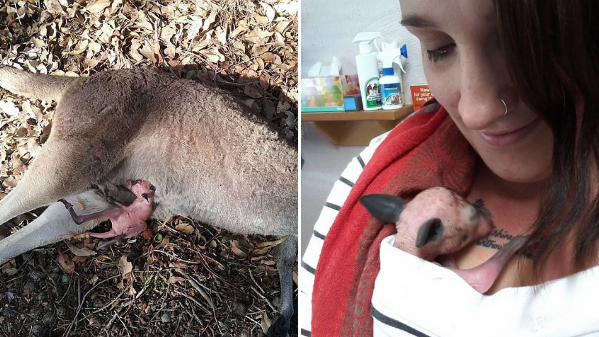 Woman Heartbroken Over A Lifeless Animal Stunned To Hear A Tiny Heart Still Beating Nearby