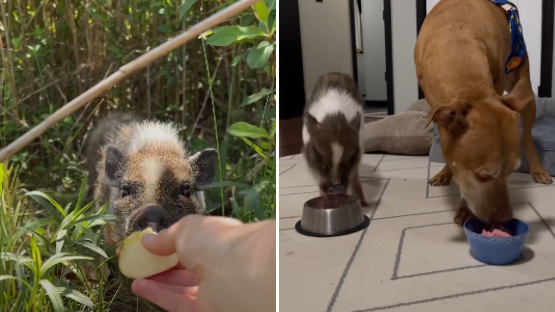 Woman Rescues A Lost Piglet In The Woods And Changes His Life For The Better