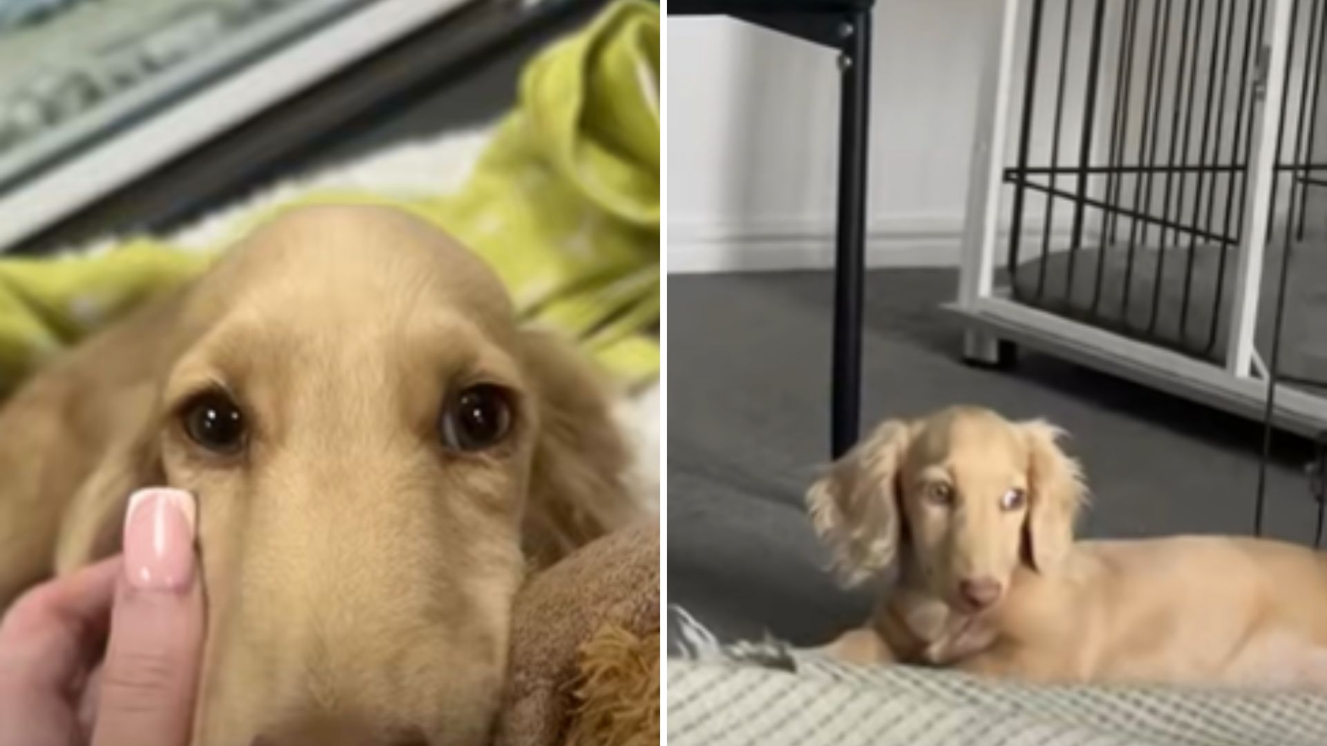 puppy lying and being cuddled by woman