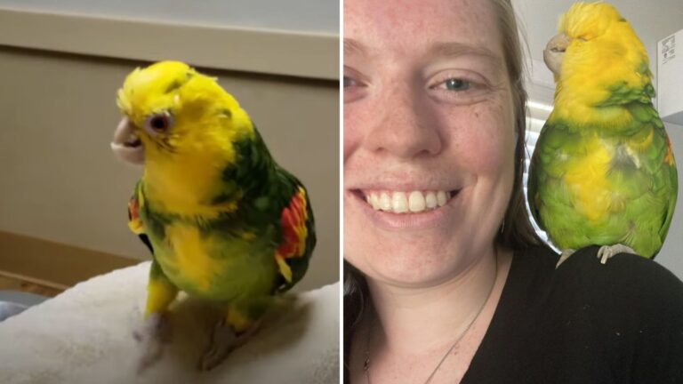 woman and a deformed parrot