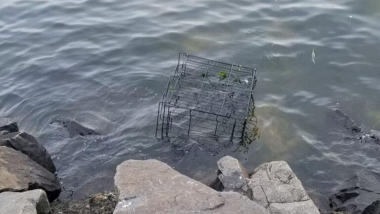 cage in water