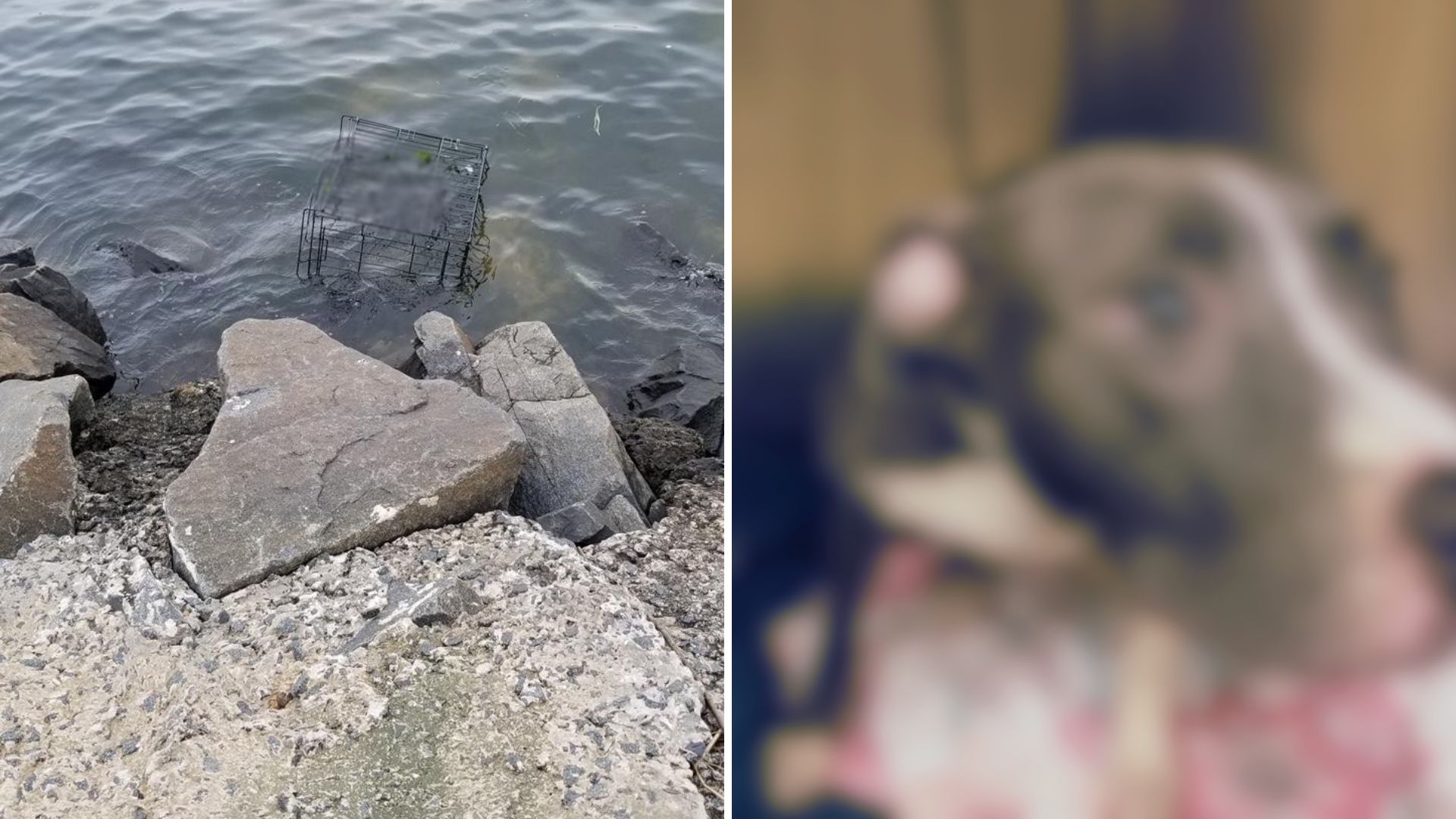 Woman Was Walking Her Dog When She Witnessed A Shocking Scene By The River