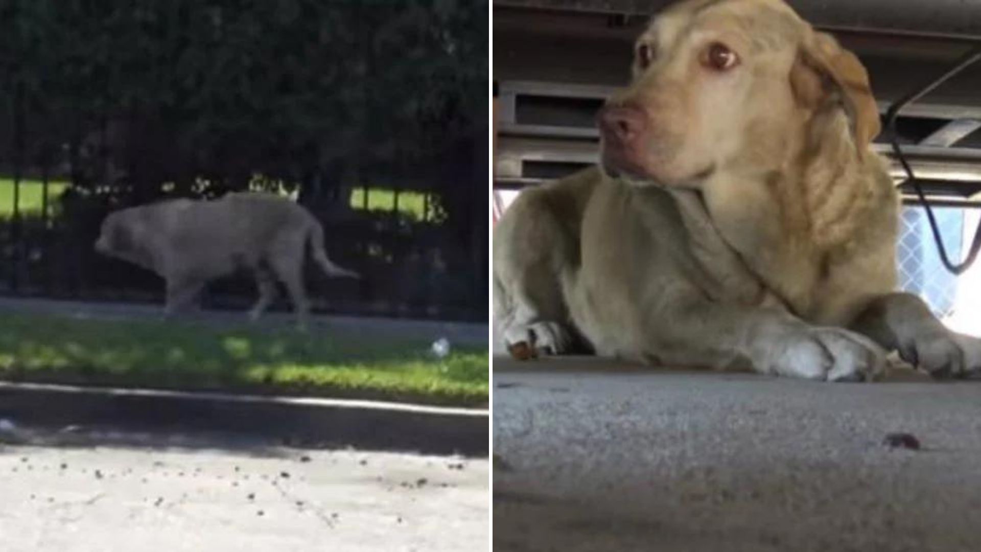 Yellow Labrador Used For Breeding Puppies Gets Heartlessly Abandoned On The Street