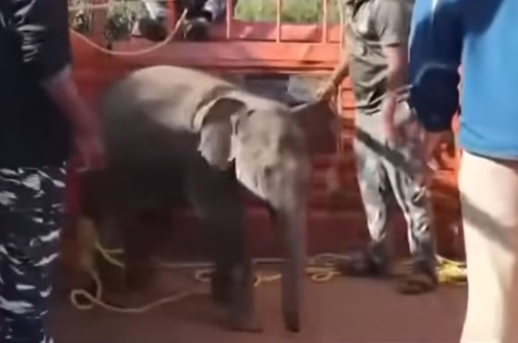 a baby elephant on a truck