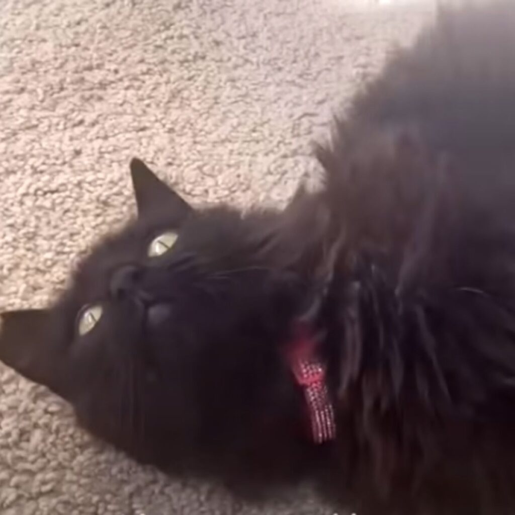 a black cat is lying on the floor