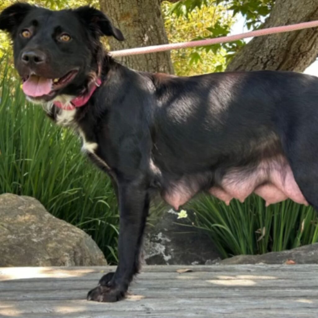 a black dog on a leash stands with its tongue out