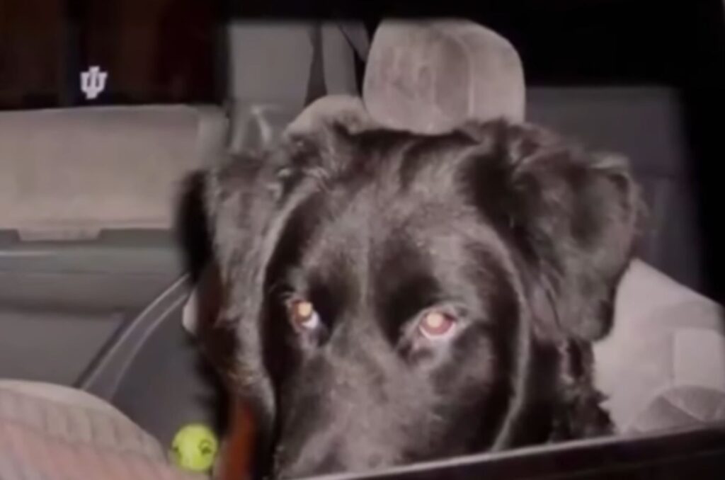 a black dog rides in a car