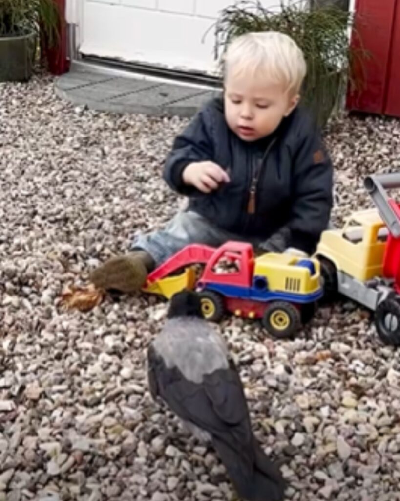 a boy is playing in the garden, a crow approaches him