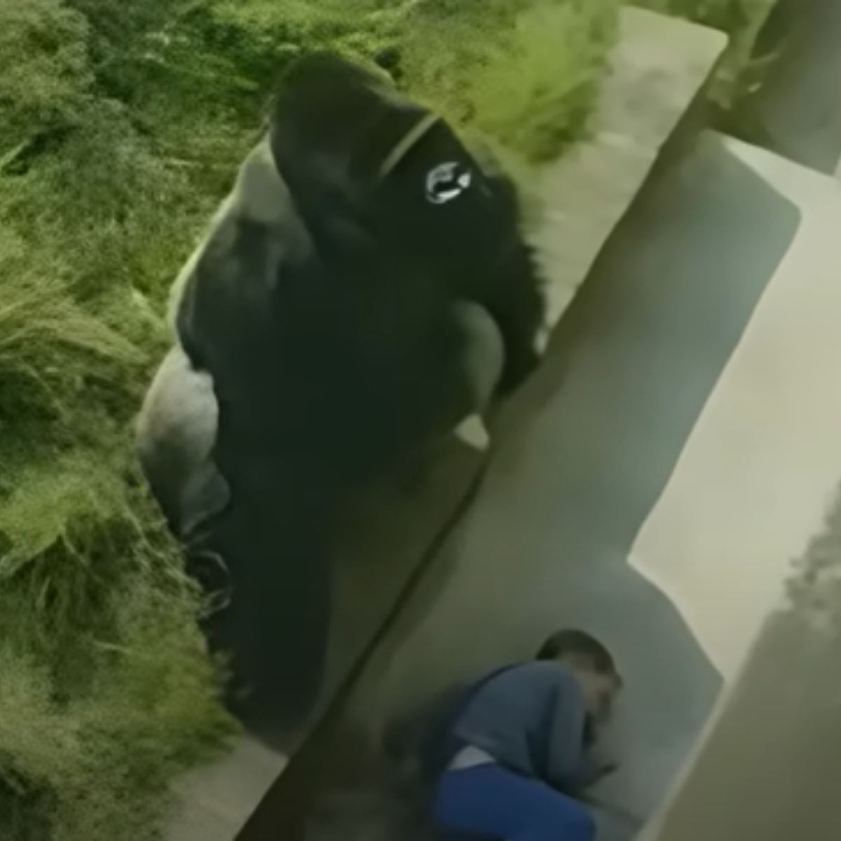 a boy lying on the steps with gorilla behind