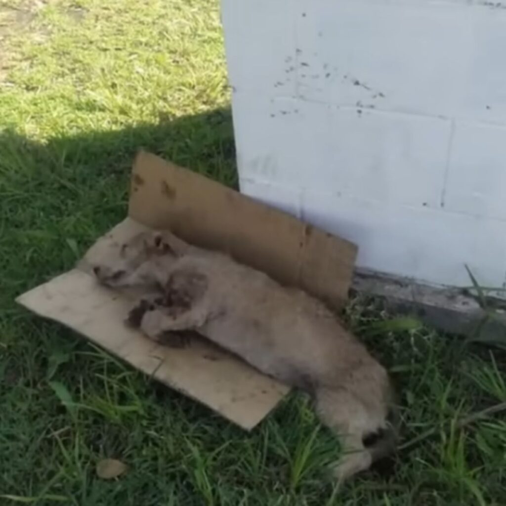 a brutally attacked dog lies on a cardboard box