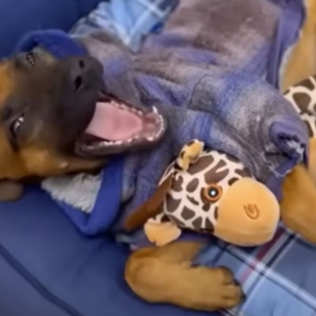 a cheerful dog covered with a blanket lies next to a toy