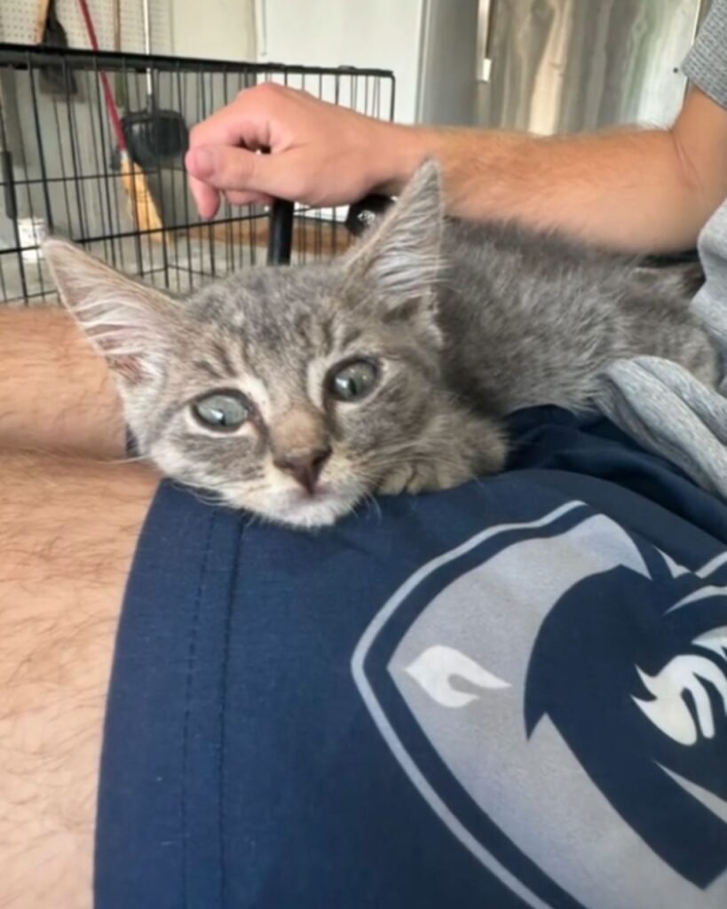 a cute kitten lies on a man's lap