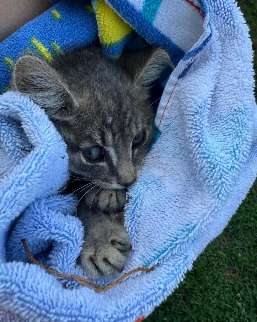 a cute little kitten wrapped in a blue towel