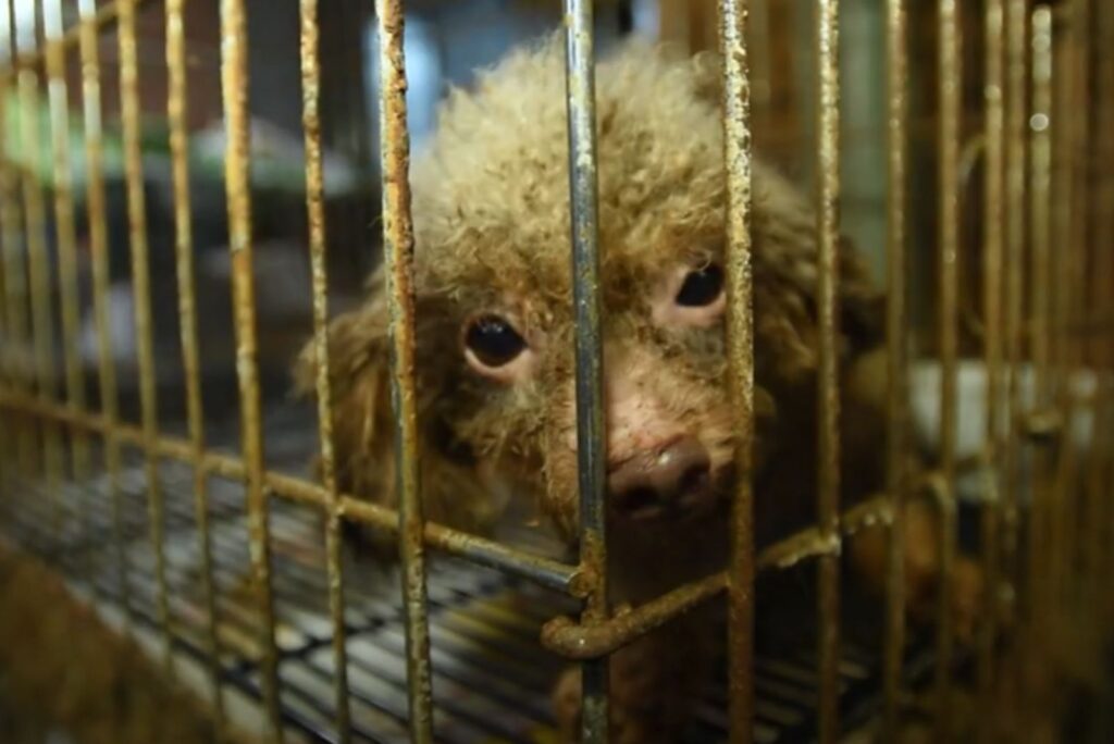 a dirty dog ​​looks through the bars