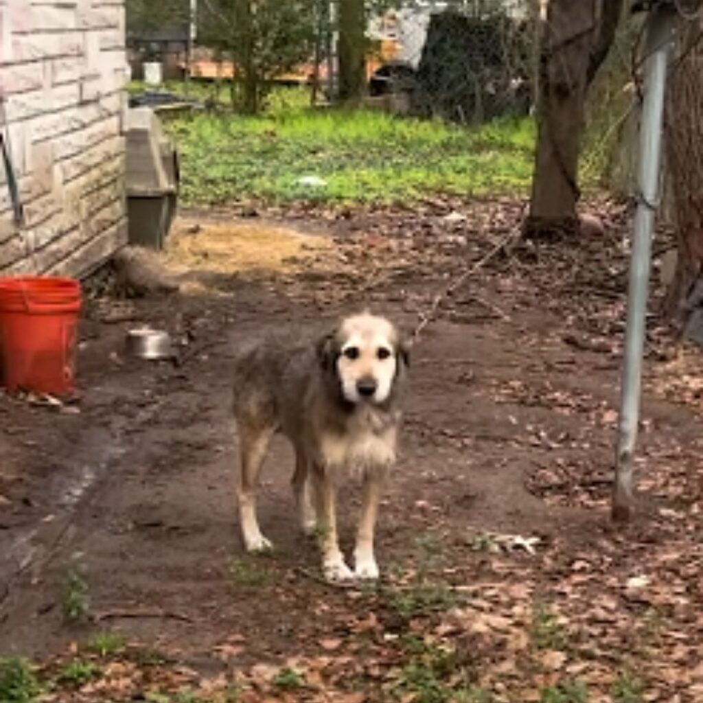 a dog chained in the yard