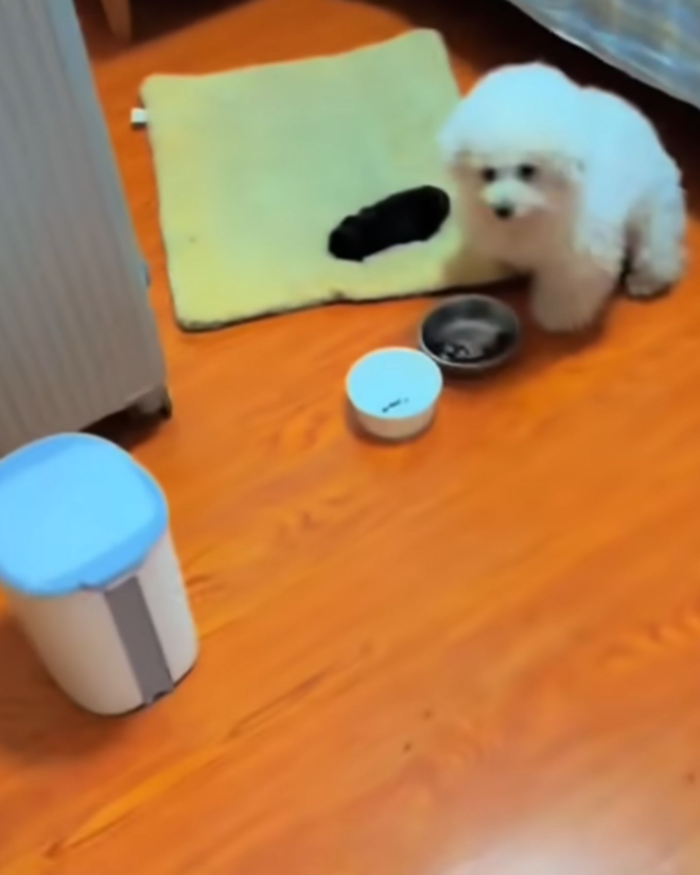 a dog sitting with newborn puppy next to him