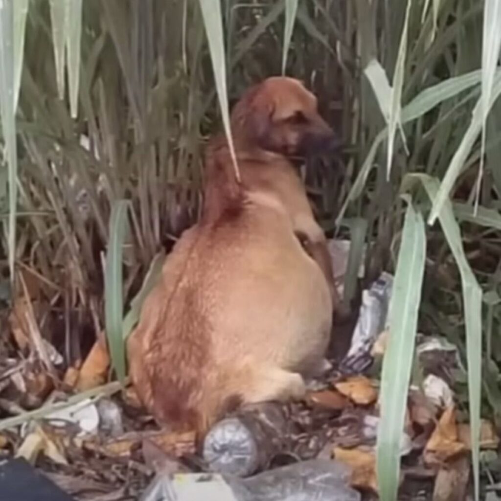 a dog with a swollen belly is peeing