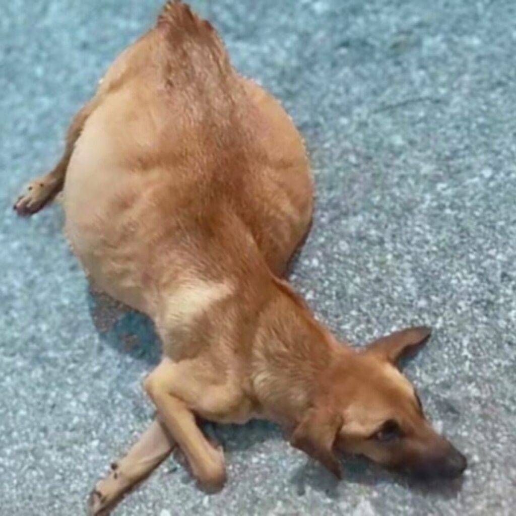 a dog with a swollen belly lies sad