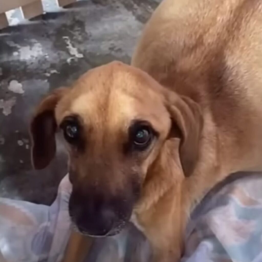 a dog with a swollen belly looks at the camera with big black eyes