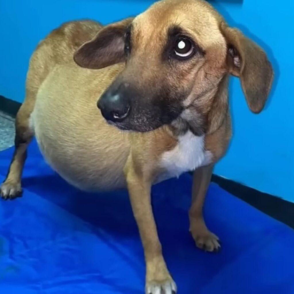 a dog with a swollen belly stands and looks around