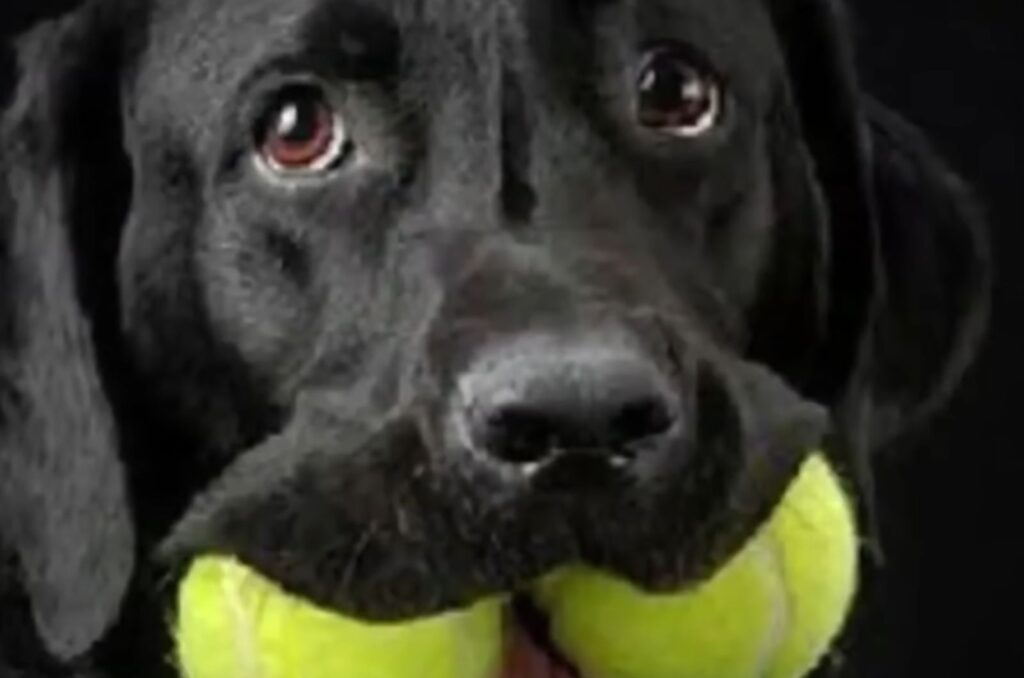 a dog with two balls in its mouth