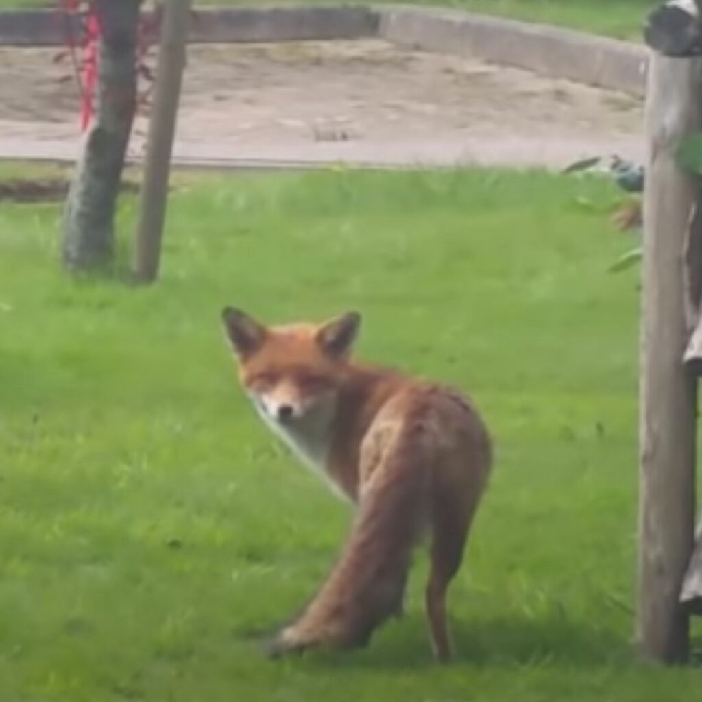 a fox in the yard is looking at the camera