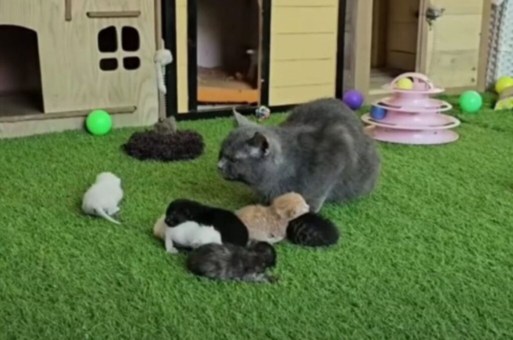 a gray cat sits next to a kitten and watches them play