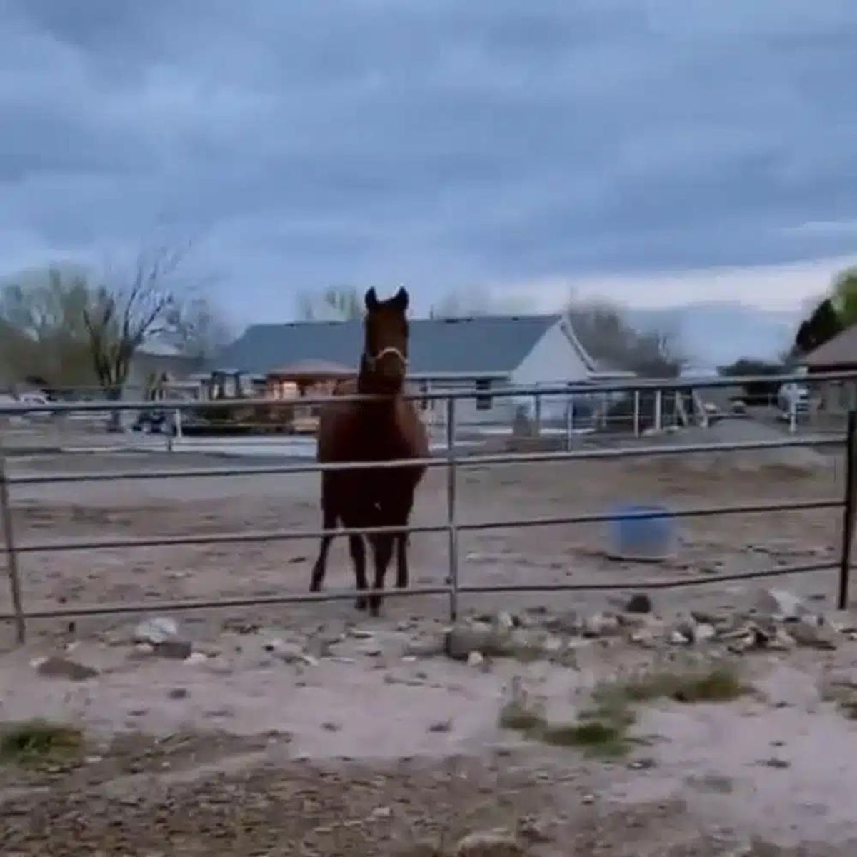 a horse outdoor standing