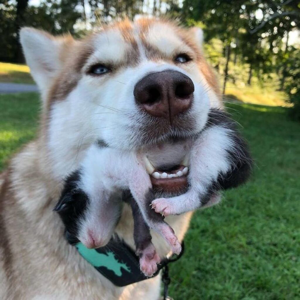 a husky is holding a kitten in its mouth