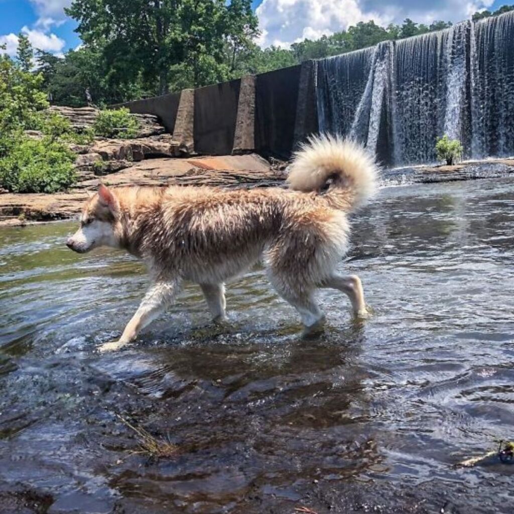 a husky walks along the river