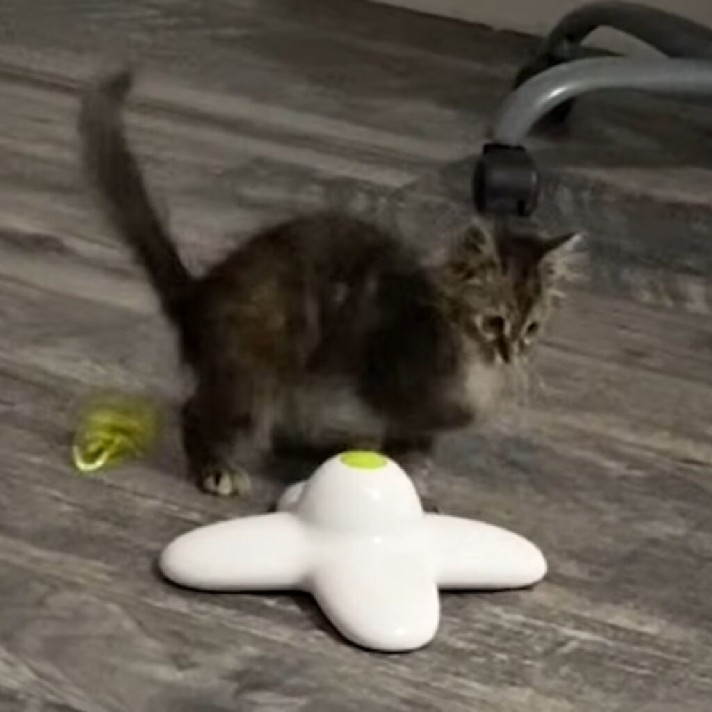 a kitten on the laminate next to some toy