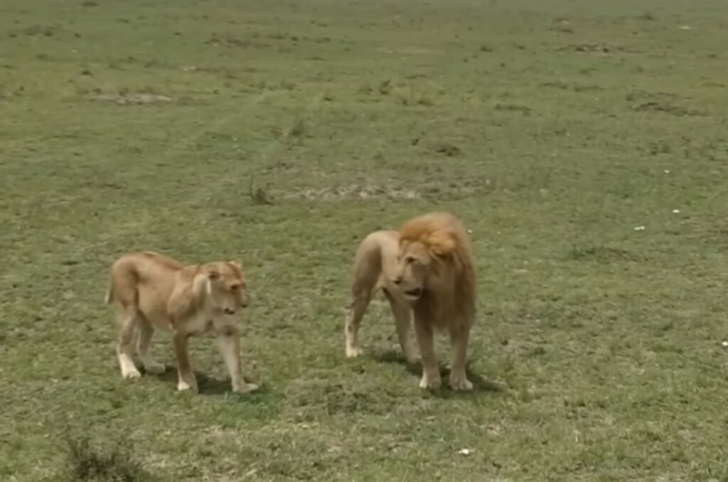 a lion and a lioness are walking in the field