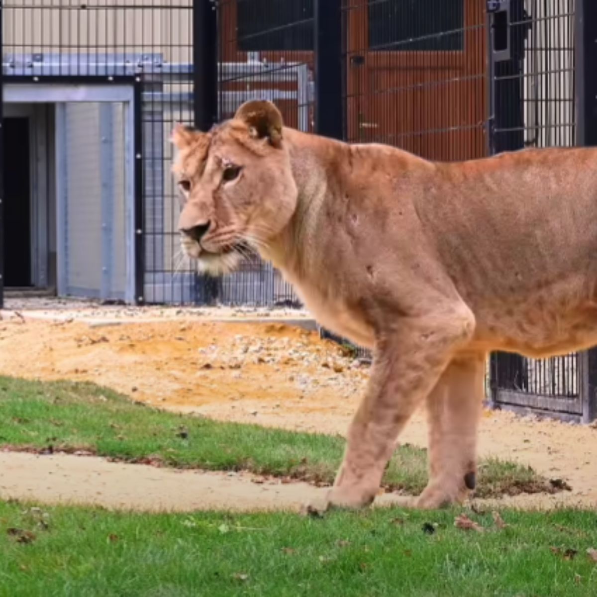 a lion in a war-torn area