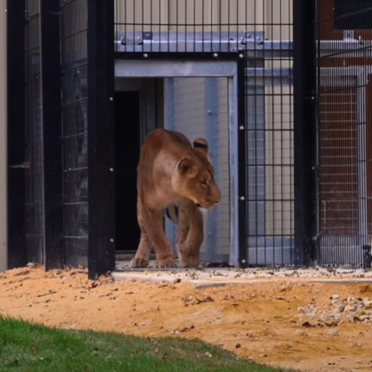 a lion in sanctuary