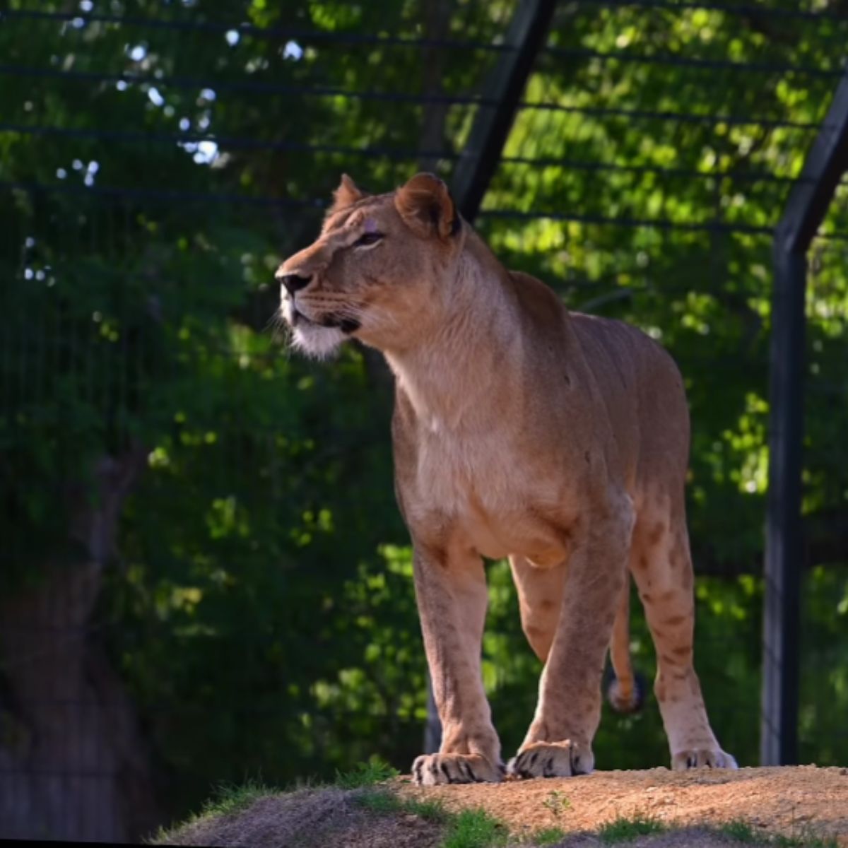 a lion standing outdoor