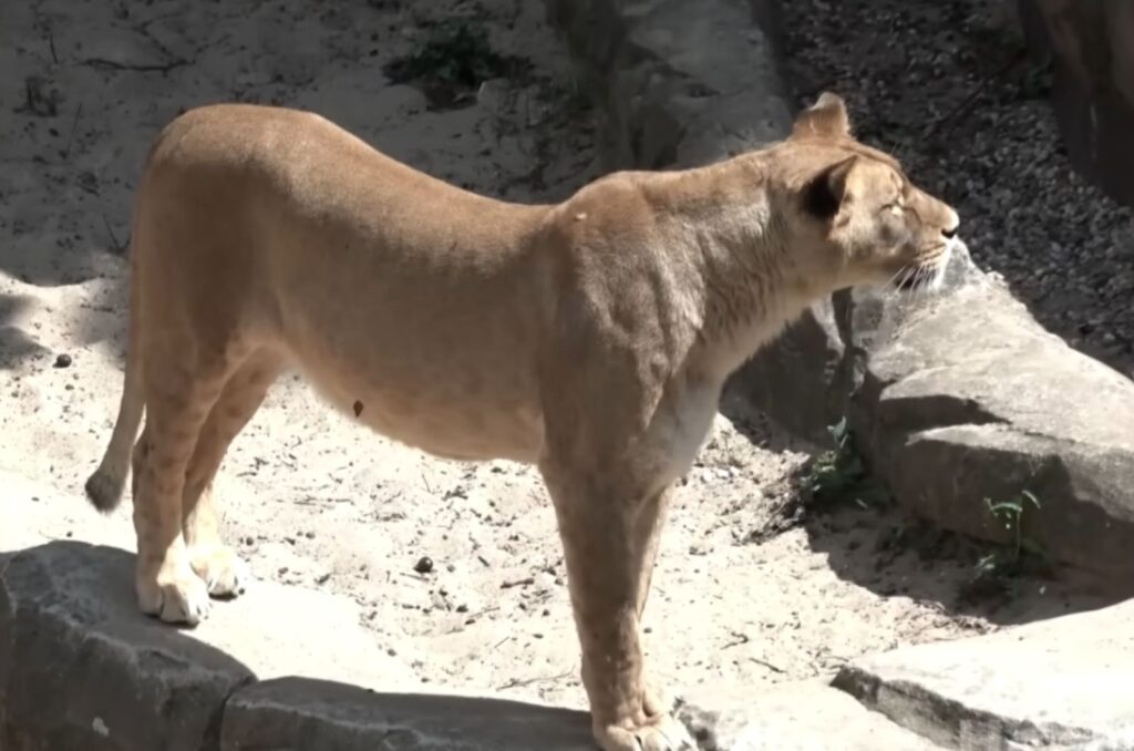 a lion stands on a rock