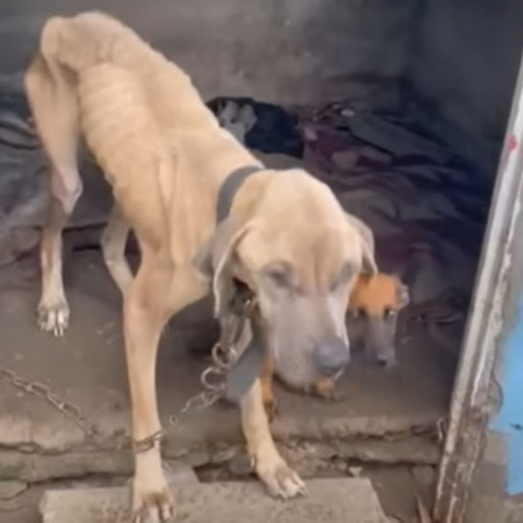 a malnourished dog is tied up in front of the door