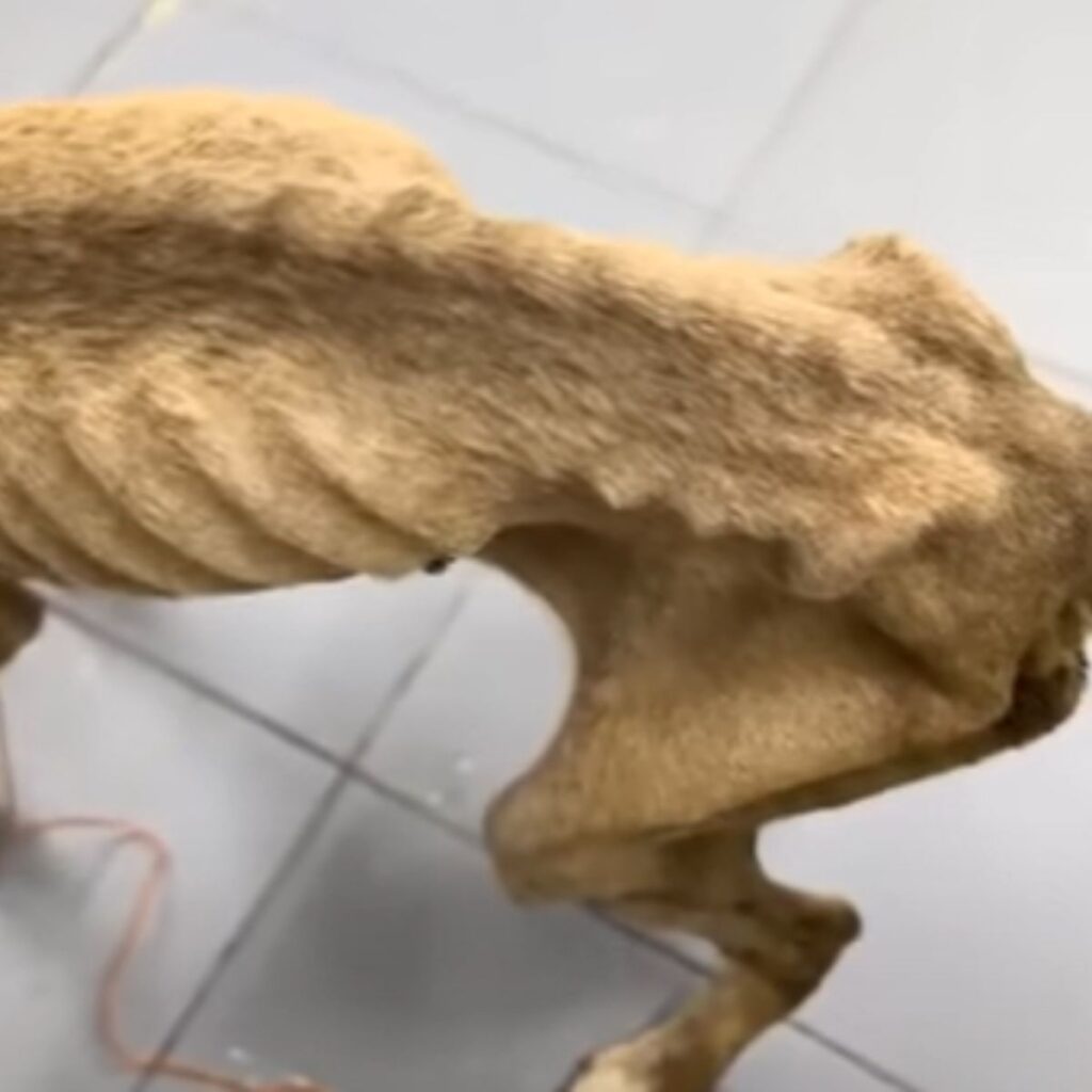 a malnourished dog's ribs are visible