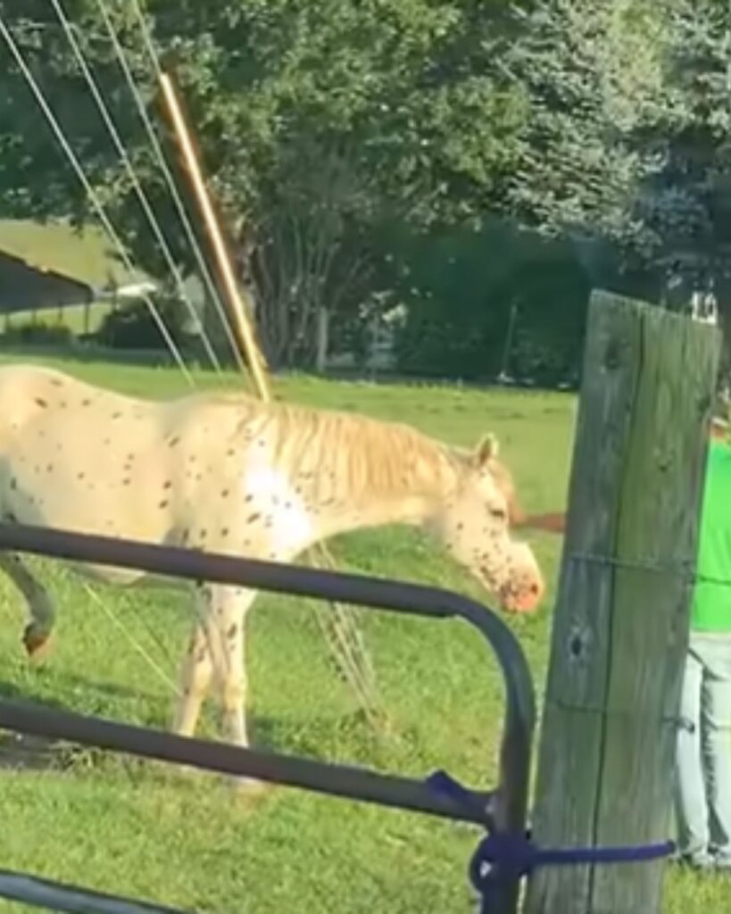 a man approached a captured horse