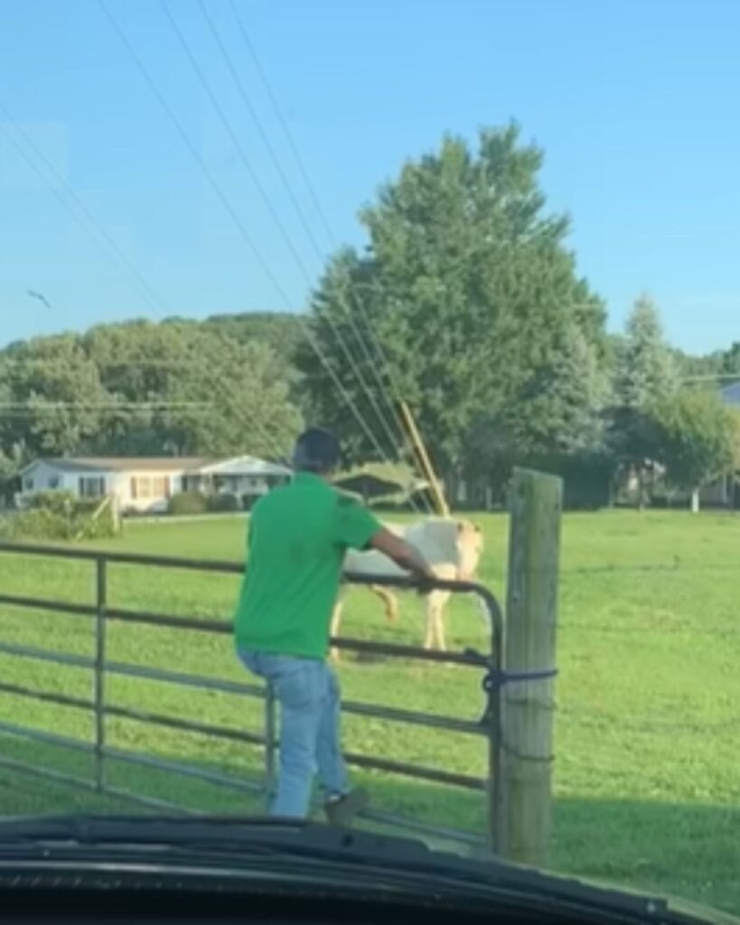 a man approaches a captured horse