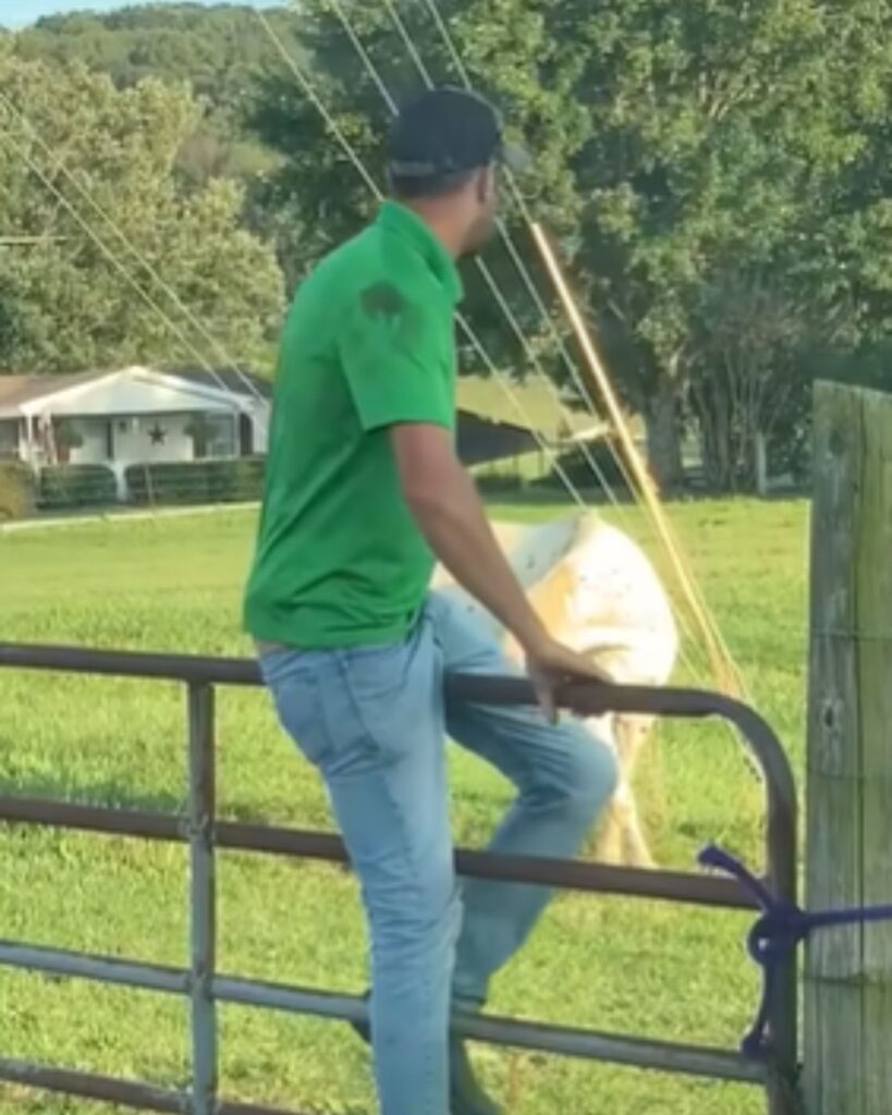 a man goes over the fence to help the horse