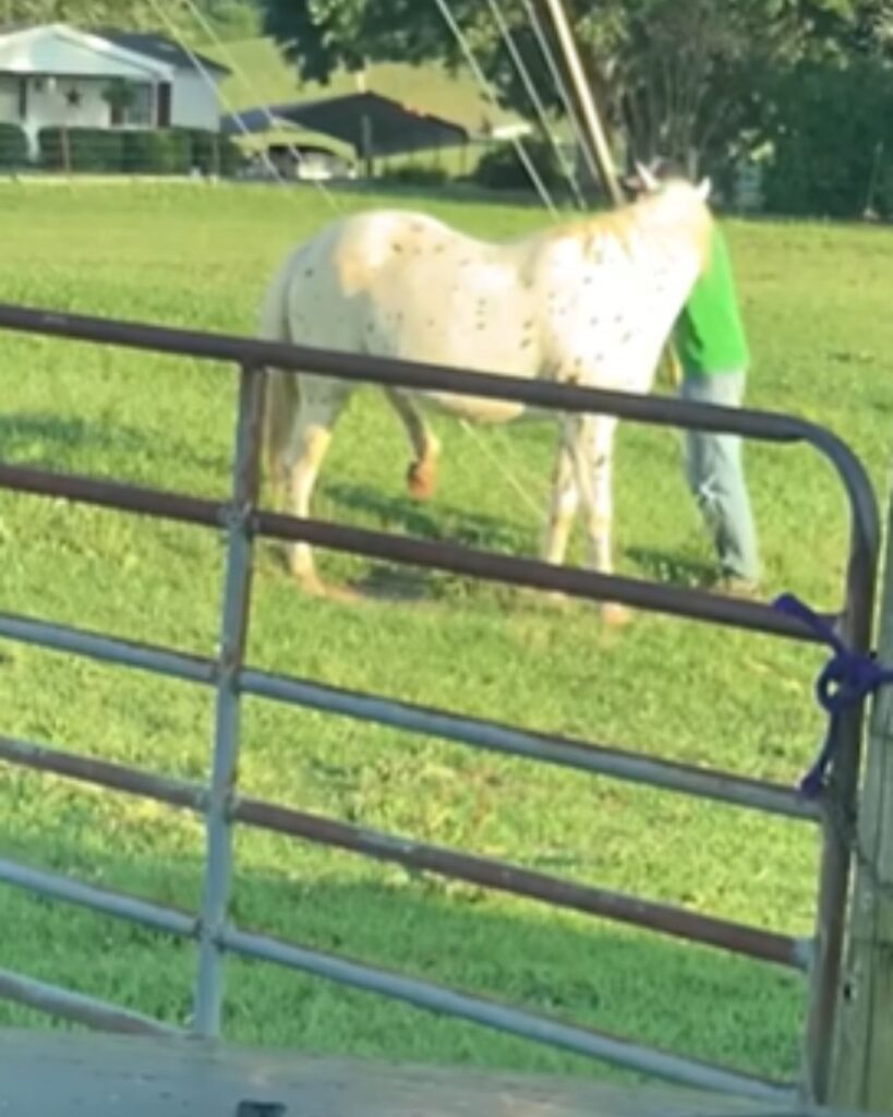 a man helps a horse