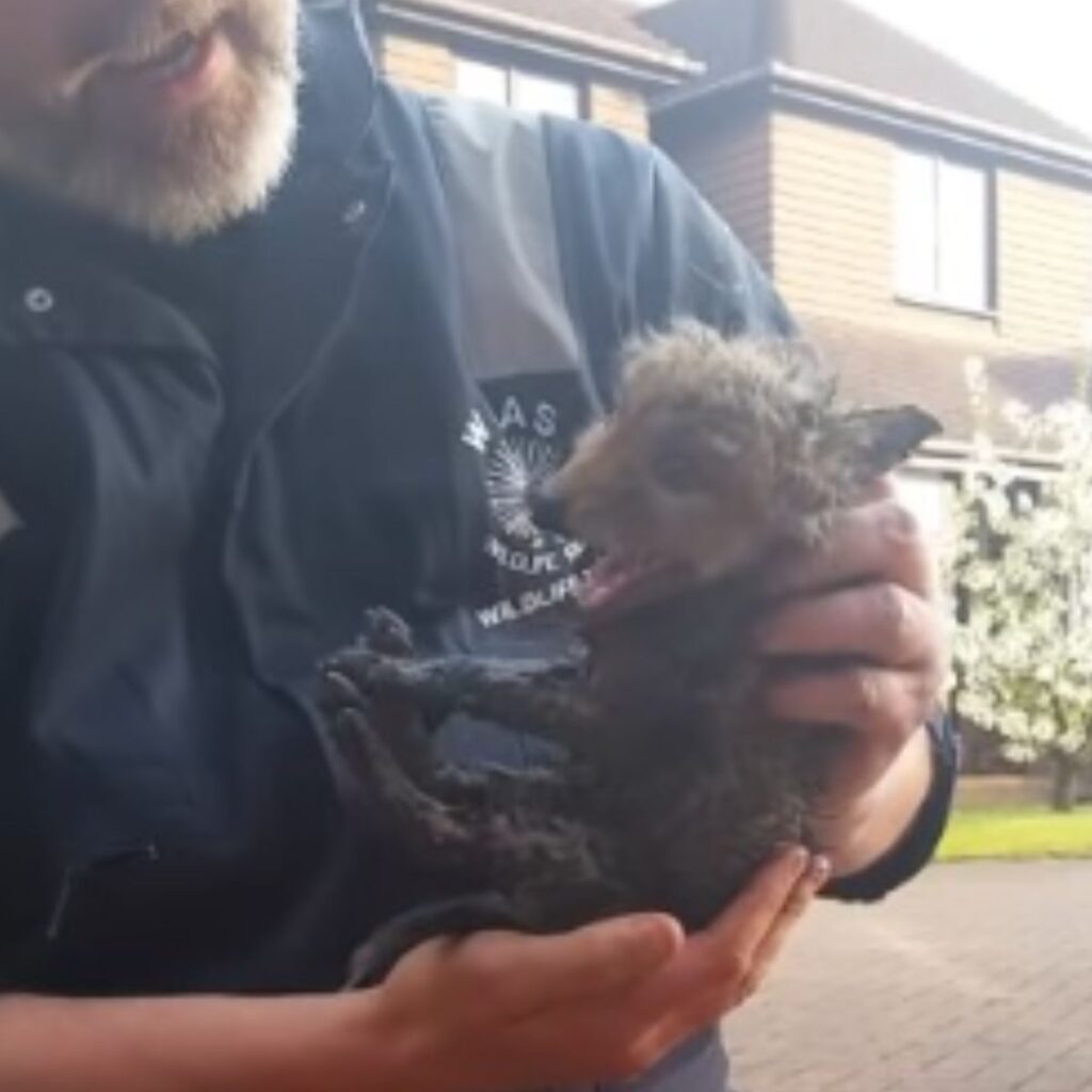 a man holds a cub in his hands