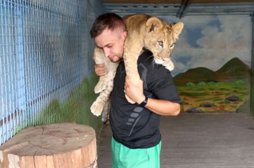 a man holds a lion on his shoulders