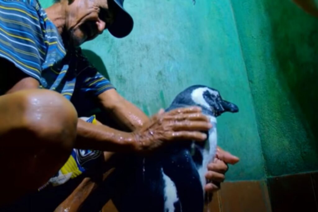 a man petting a penguin