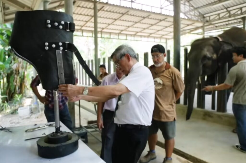 a man presents a prosthesis for an elephant