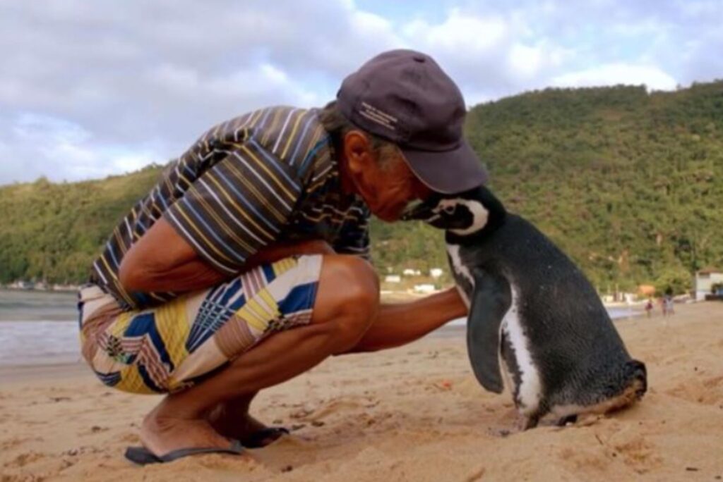 a man with a cap cuddles with a penguin