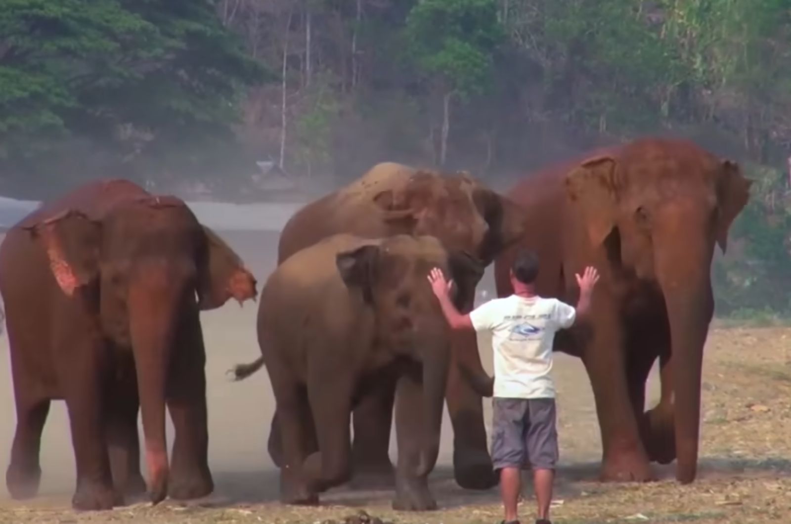 a man with elephants