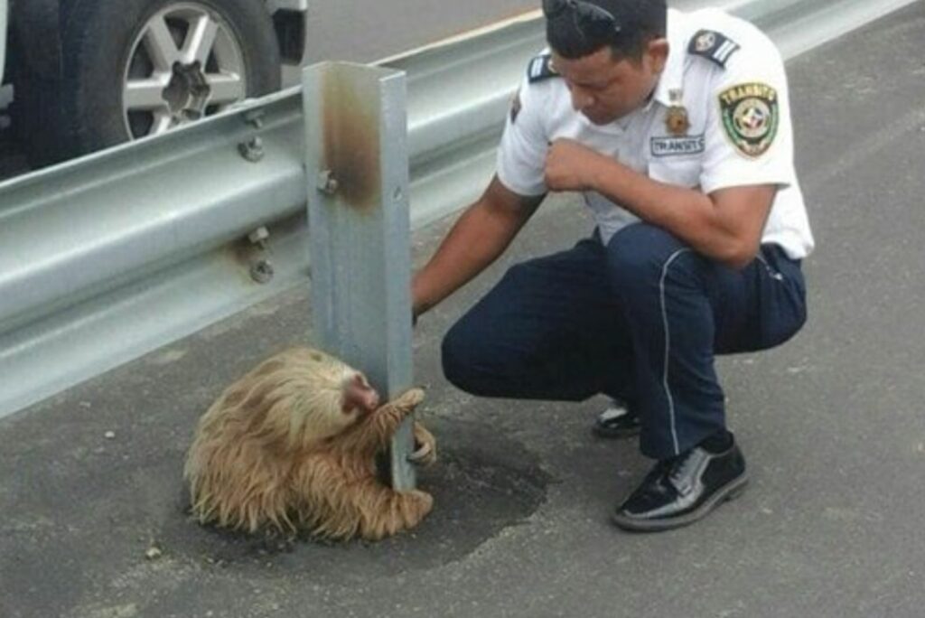 a policeman helps a stranded sloth